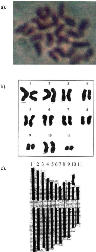 Tabel 3. Penentuan asal genom berdasarkan morfologi daun dan perawakan pisang Raja 