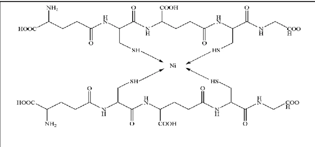 Gambar 2. Hasil Reaksi antara Fitokelatin dengan Ni 