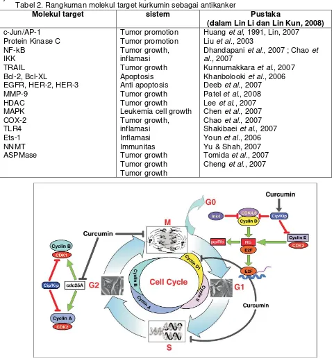 Tabel 2. Rangkuman molekul target kurkumin sebagai antikanker 