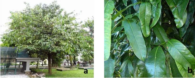 Gambar 1 Pohon mundu (Garcinia dulcis) (1a) dan daun mundu (1b) 