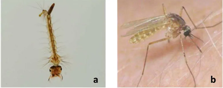 Gambar  2 Larva Cx. quinquefasciatus (2a) dan nyamuk Cx. quinquefasciatus dewasa (2b) Sumber : ICPMR 2002 