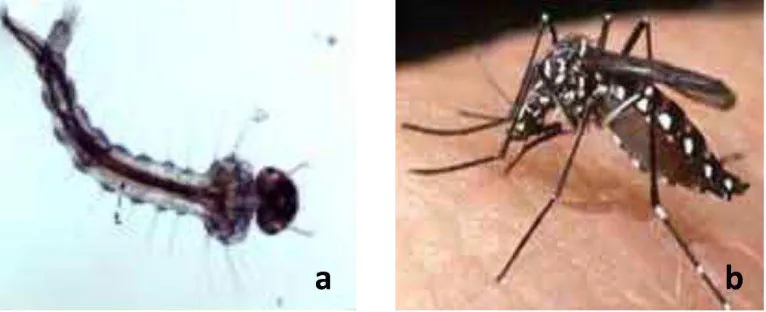 Gambar 3  Larva Ae. aegypty (3a) dan nyamuk Ae. aegypti dewasa (3b) Sumber : ICPMR 2002 
