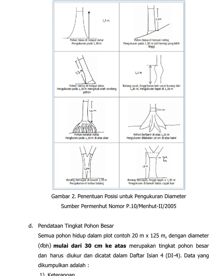 Gambar 2. Penentuan Posisi untuk Pengukuran Diameter  Sumber Permenhut Nomor P.10/Menhut-II/2005 