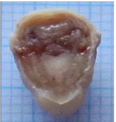 Gambar 7. Morfologi ginjal Fetus (Keterangan: tidak ditemu-kan kecacatan pada setiap ginjal fetus di setiap kelompok perla-kuan) 