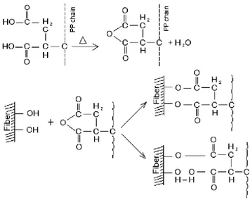 Gambar 2.13. Mekanisme reaksi serat selulosa dengan anhidrida maleat                       (Bledzki, 1996)  