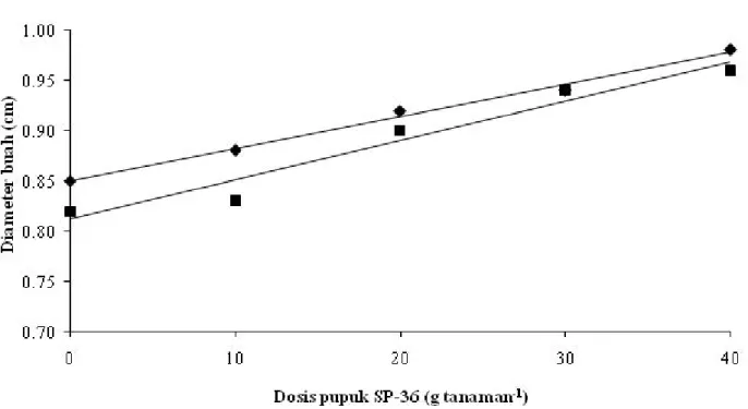 Gambar 5. Pengaruh dosis pupuk SP-36 sebagai sumber fosfat  terhadap  bobot buah tanaman cabai pada pupuk kandang sapi