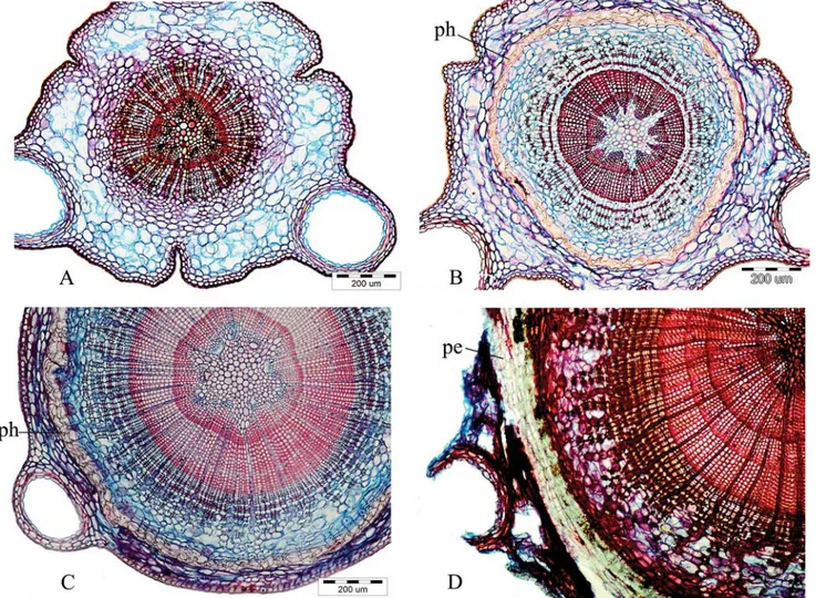 Fig. 4. Cross sections of the stem: A &amp; B) primary structure, C &amp; D) secondary structure (ph - phellogen; pe - periderm)