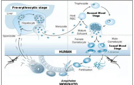Gambar 1. Siklus hidup Plasmodium falciparum. 