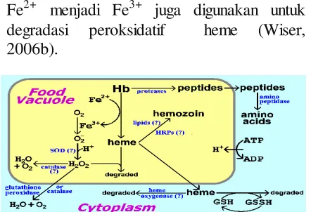 Gambar 4 Proses Degradasi hemoglobin 
