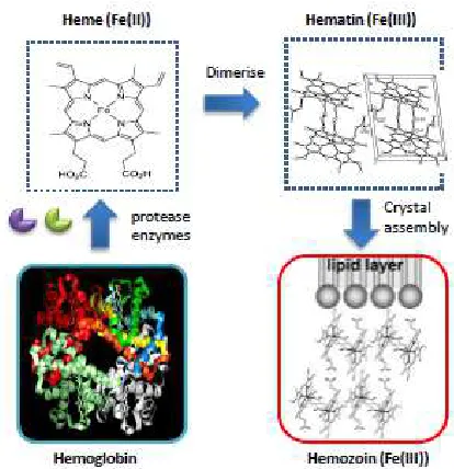 Gambar 7.  Detoksifikasi hemoglobin oleh 