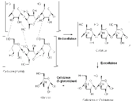 Gambar 1. Mekanisme kerja enzim selulase.