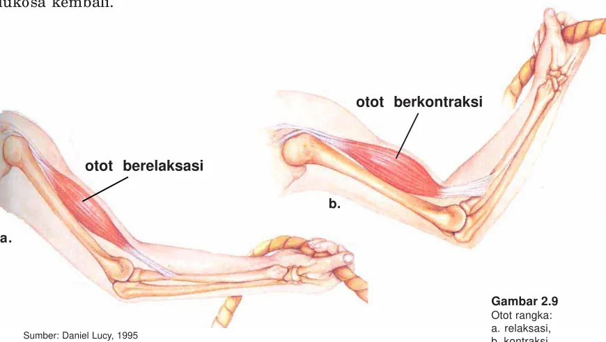 Gambar 2.9Otot rangka: