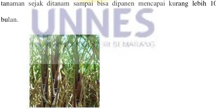 Gambar 2. Tanaman tebu (Wijayanti, 2009) 