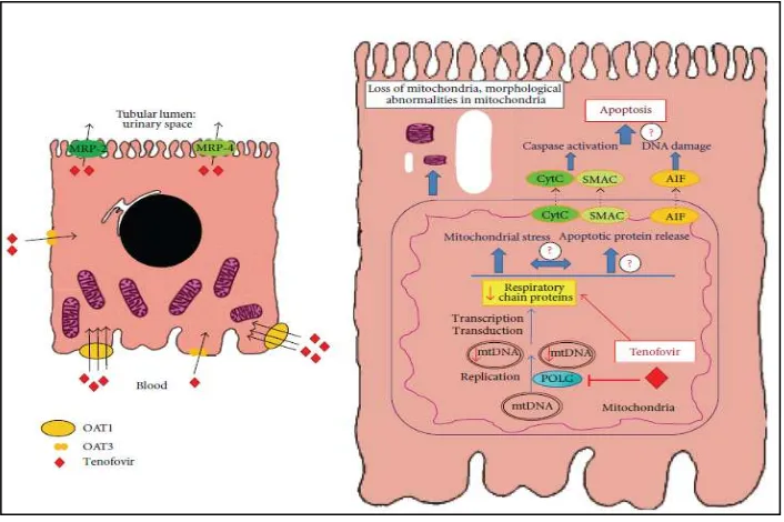 Gambar 2.4 Patogenesis nefrotoksisitas tenofovir.9 