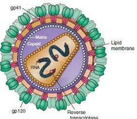 Gambar 2.1 Struktur HIV-1. Membran luar gp120, komponen transmembran gp41, RNA genom, enzim reverse transkriptase, p18 (17) membran dalam (matriks), dan protein inti p24 (kapsid).1 