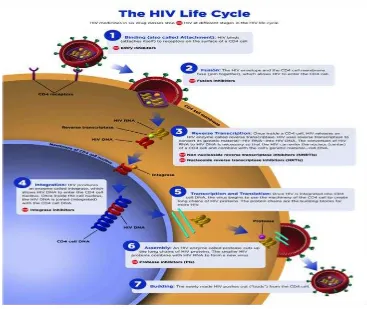 Gambar 2.2. Siklus hidup HIV23 