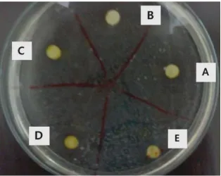 Gambar 1.  Zona hambat pada bakteri S. Aureus Keterangan: A. konsentrasi 0,5 %, B. konsentrasi 1 %, C
