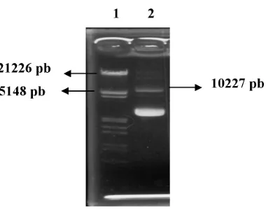 Gambar 10. Hasil pemotongan plasmid pCAMBIA 1303-pCIII, 2. pCdengan dip22 NcoI dan PmlI