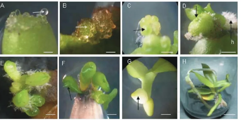 Gambar 1. Perkembangan embrio somatik anggrek bulandaerah luka bekas irisan 1minggu setelah  Ph amabilis (L.) Bl