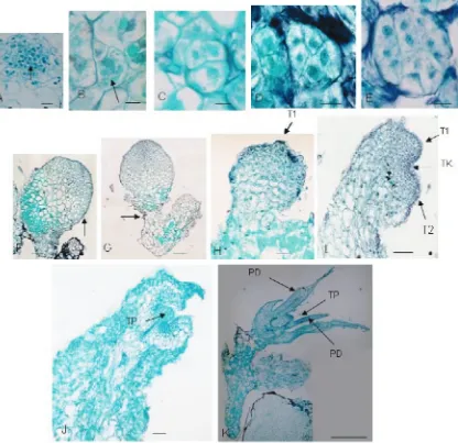 Gambar 2. Gambaran histologis perkembangan embrio somatik Ph amabilis (L.) Bl. A. sel-sel embriogenik berukuran kecil, mempunyai inti yang jelas, menyerap warna kuat, sitoplasma padat (panah) (Bar = 68 μm) B