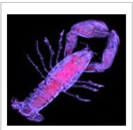 Gambar 1 : IsoSurface dari dataset CT Lobster 