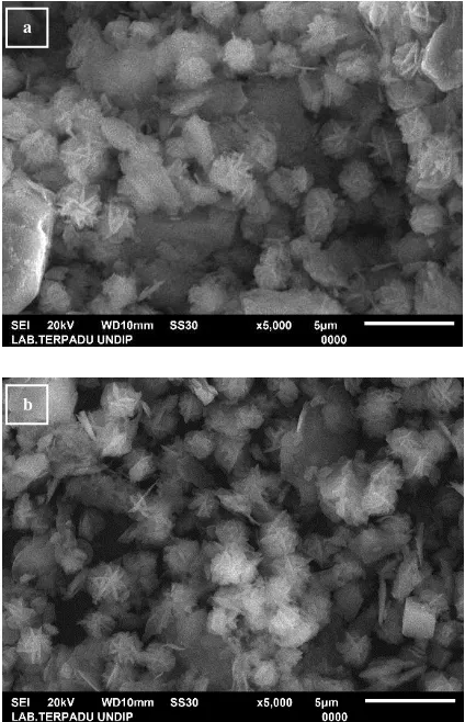 Fig. 7.  SEM images of  zeolite (a) before and (b) after loading.  