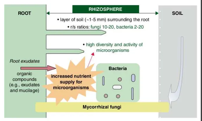 Gambar 2. Kedudukan mikroba tanah pada daerah perakaran 
