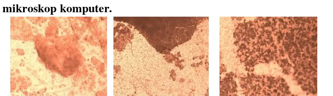 Gambar 8. pembentukan biofilm menggunakan Mikroskop Komputer 