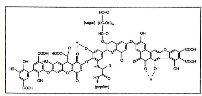 Gambar 2.1. Model  struktur asam humat berdasarkan Stevenson (1982); R dapat berupa alkil, aril, atau aralkil