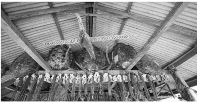 Gambar 6 Atap asbes dengan kuda-kuda modern dihiasi dengan tempurung  penyu dan tengkorak babi hasil buruan