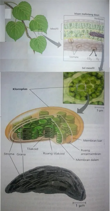 Gambar 3 Letak dan Struktur Kloroplas