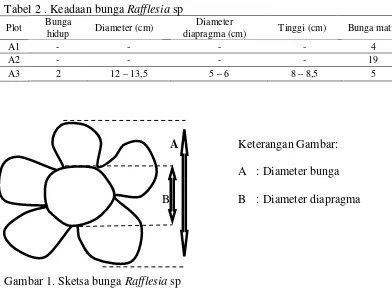 Gambar 1. Sketsa bunga Rafflesia sp 