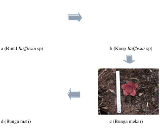 Gambar 2. Tahap pertumbuhan Rafflesia sp 