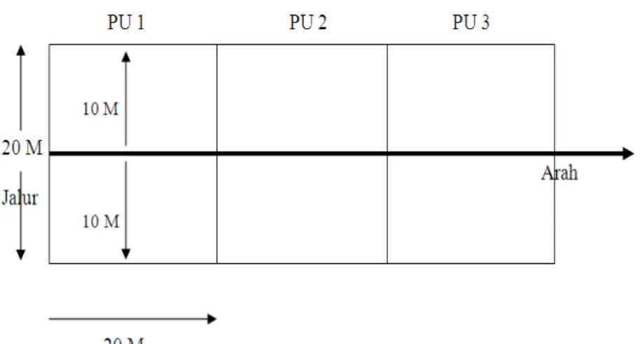 Gambar 1. Petak Jalur Pengamatan (Transect with plot)  ANALISIS DATA 