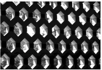 Figure 5. Latticed surface in the entrance hall helps to see the garden before entering there 