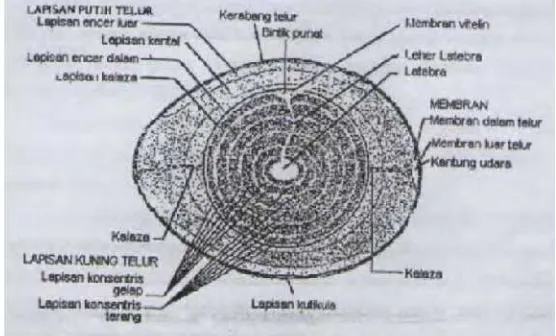 Gambar 1.1 Struktur Telur menurut Stadelman dan Cotterill (1995)