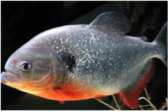 Gambar 2.2 Ikan Bawal Segar