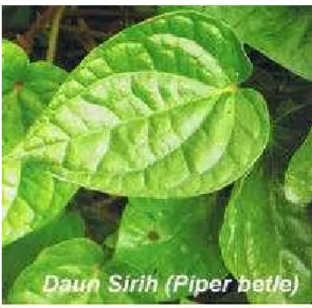 Gambar 2.1 Daun Sirih