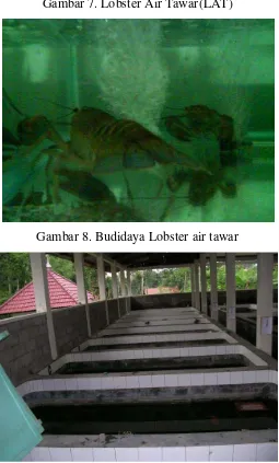Gambar 7. Lobster Air Tawar(LAT) 