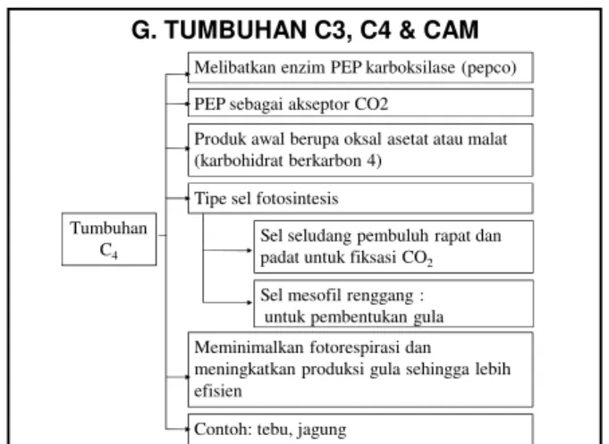 Gambar 16 Anatomi Daun Tumbuhan C 4 dan Lintasan Tumbuhan C 4 Sumber : Campbell and Reece, 2002 : 192