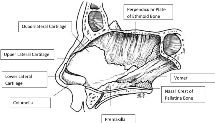 Gambar 2.1. Septum Nasal 