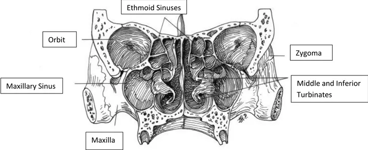 Gambar 2.2.   Potongan Koronal Rongga Hidung Ethmoid Sinuses 