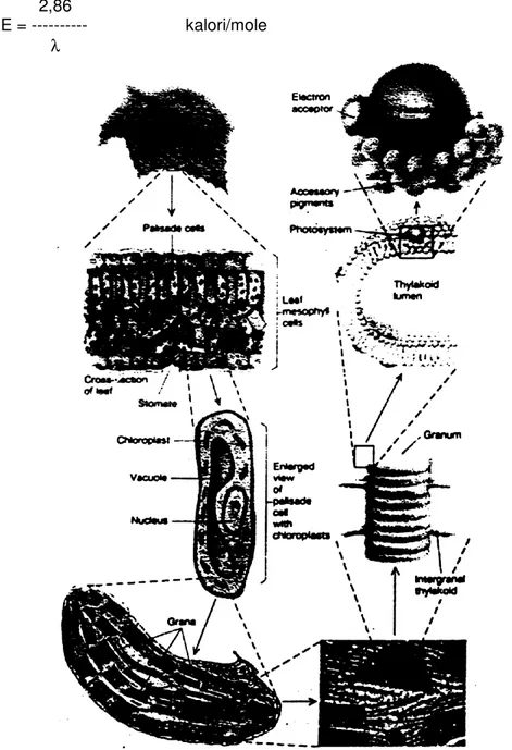 Gambar 2. Gambar skematis palisade parenkim dan bagian-bagian kloroplas (dari  buku Biologi: Exploring life
