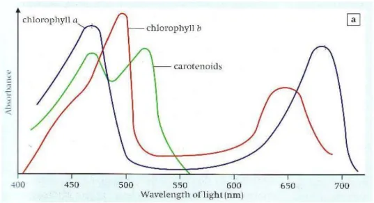 Gambar 2.1 Spektrum serapan klorofil-a, b dan karotenoid