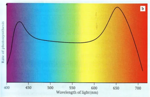 Gambar 2.2 Spektrum aksi fotosintesis. 