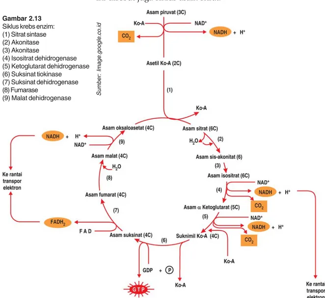 Gambar 2.13 Siklus krebs enzim: