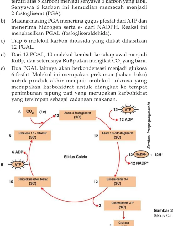 Gambar 2.17 Siklus Calvin
