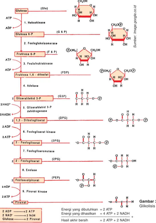 Gambar 2.10 Glikolisis Energi yang dibutuhkan = 2 ATP