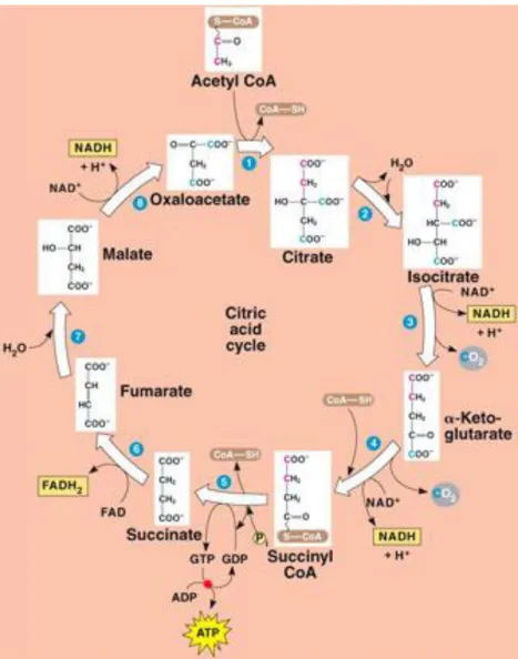 Gambar 3. Glikolisis atau siklus asam sitrat (Campbell, 2010: 185). 