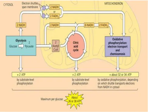 Gambar  5.  Perolehan  ATP  per  molekul  glukosa  (Campbell,  2010: 